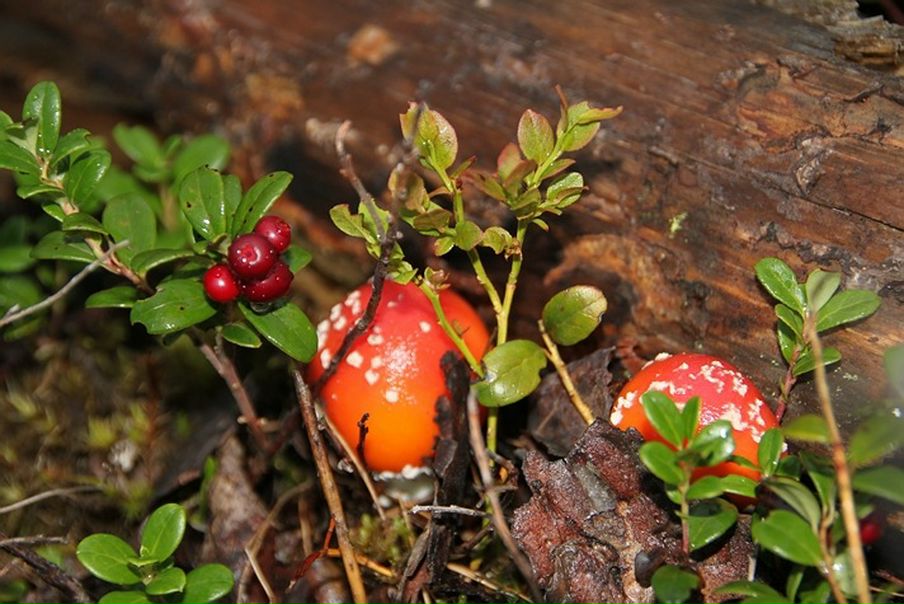 Дмитрий Кушкин фото №20