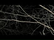 Bruce Raw фотография #22 (источник - https://vk.com/id629149)