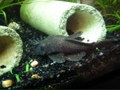 Фотография Мещеряков Эдуард