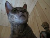 Иван Нави фотография #25 (источник - https://vk.com/id155927)