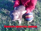 Фотография Воробьев Роман