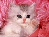 Фотография Походун Юлии