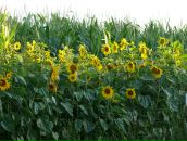 Анна Шульце фотография #49 (источник - https://vk.com/id471745)