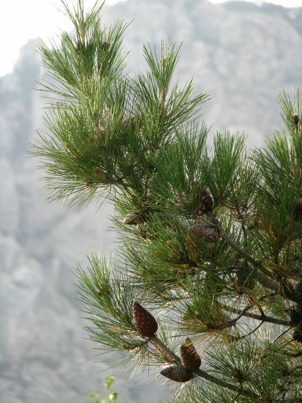 Мари Иванок фотография #36